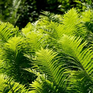 Stálozelená papraď samčia (Dryopteris Filix mas) - výška 30-50 cm, kont. C6L